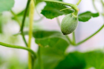 Close up baby melon with melon flower, popular