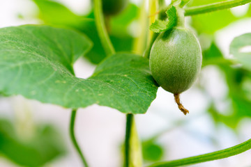 Close up baby melon with melon flower, popular