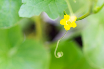 Flower of Organic agriculture.