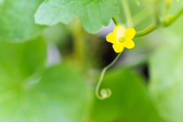 Flower of Organic agriculture.