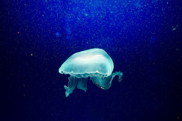 Fototapeta na wymiar Moon jelly fish in aquarium