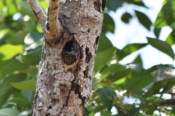 Common Flameback,little woodpecker in a hole in a tree at Kaeng Krachan National park Thailand