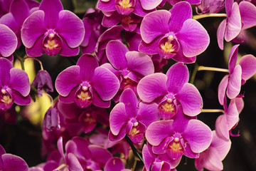Fototapeta na wymiar Pink orchid flower blossom in a garden