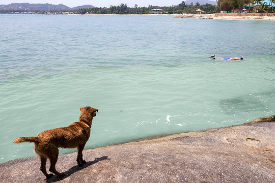 Dog watching a snorkler in Thailand