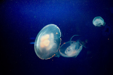 Naklejka na ściany i meble Moon jelly fish in aquarium