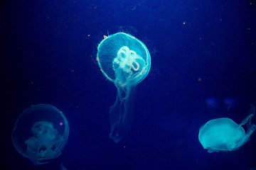 Naklejka na ściany i meble Moon jelly fish in aquarium