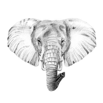 Portrait of elephant drawn by hand in pencil