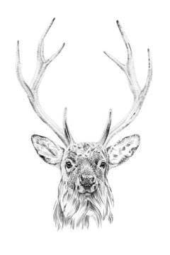 Portrait of deer drawn by hand in pencil