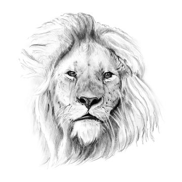 Portrait of lion drawn by hand in pencil
