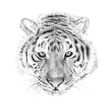 Portrait of tiger drawn by hand in pencil
