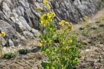 菜の花