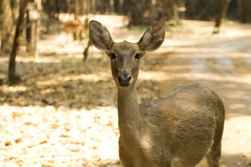 Fototapeta premium Sambar deer