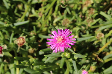 "Trailing Iceplant" flower (or Pink Carpet, Ice Plant, Cooper's Ice Plant) in St. Gallen, Switzerland. Its Latin name is Delosperma Cooperi (Syn Mesembryanthemum Cooperi), native to South Africa.