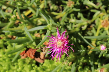 "Trailing Iceplant" flower (or Pink Carpet, Ice Plant, Cooper's Ice Plant) in St. Gallen, Switzerland. Its Latin name is Delosperma Cooperi (Syn Mesembryanthemum Cooperi), native to South Africa.