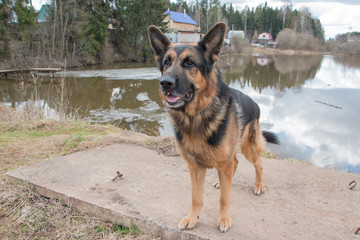 Dog german shepherd near water