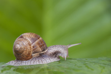 Snail on green leaf