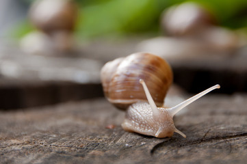 Snail on the wood