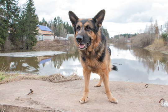 Dog german shepherd near water