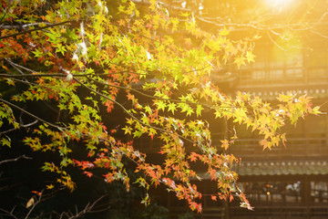 The beautiful autumn color of Japan maple leaves on tree with morning sunlight