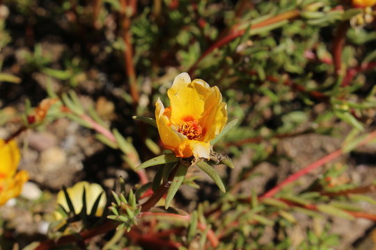 Yellow and orange "Mexican Rose" flower (or Rose Moss, Eleven o'clock, Sun Rose, Rock Rose, Moss-rose Purslane) in St. Gallen, Switzerland. Its Latin name is Portulaca Grandiflora, native to Brazil.