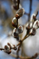 Spring. The first blossoming branches./The spring has come. On willow branches flower kidneys have revealed. Through branches the blue sky is visible.