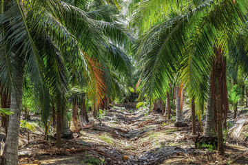 Coconut plantation.