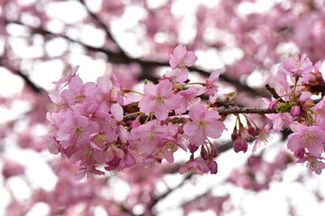 河津桜