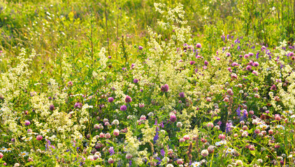 Fototapeta premium Wild flowers at summer.