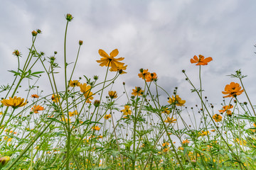 Field of cosmos flower