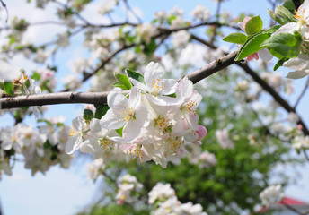 Blooming apple tree flowers in springtime. Blossoming apple tree.