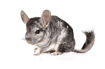 Chinchilla isolated on a white