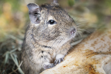 Small degu in the woods