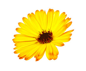 Calendula. Marigold flower isolated on a white background