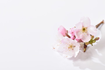 桜の花