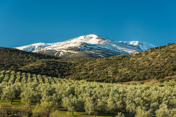Olive trees plantation and Sierra Nevada snowy peaks, Spain