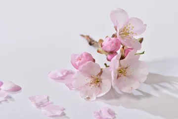 Foto op Plexiglas 桜の花 © yujismilebituke