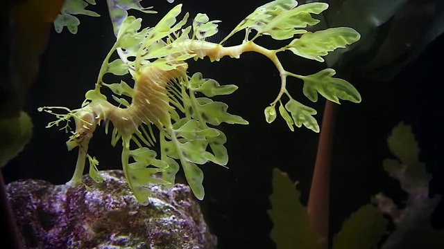 Leafy or Glauert's Seadragon (Phycodurus eques) shows its extraordinary camouflage as it swims through the ocean. Known as leafies, it is the emblem of S. Australia & a focus for marine conservation.