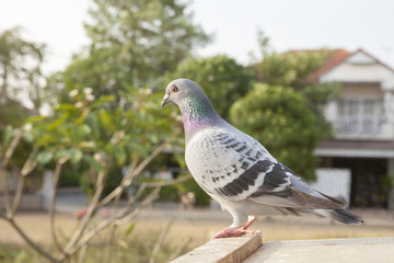clouse up full body side view of pigeon bird perching on home loft tab