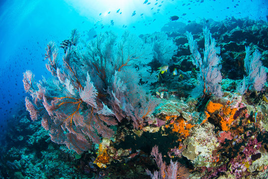 Fototapeta Undersea, Underwater life, fish, shoal, coral