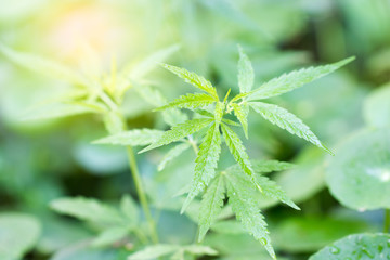 Blooming Marijuana plant in nature