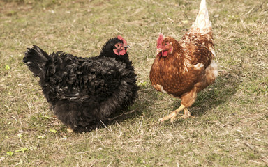 Two hens walking on winter grass lawn