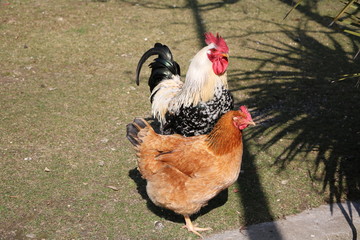 Hen and Rooster called dwarf Italians