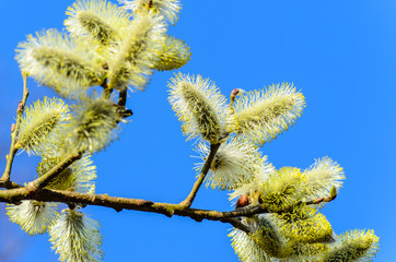 On the branches of the willow plant  blossomed yellow inflorescences in the spring.