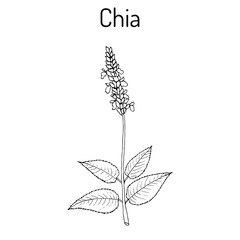 Chia Salvia hispanica healthy superfood