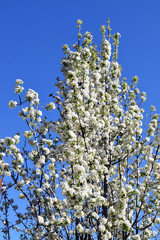 Florización de árboles frutales
