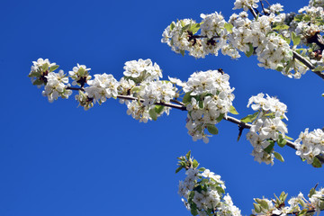 Florización de árboles frutales
