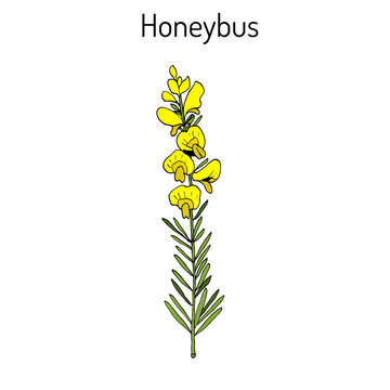 Honeybush Cyclopia intermedia , or Heuningbos, tea plant.