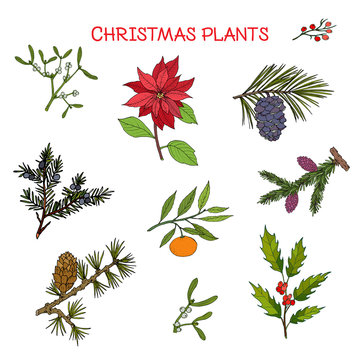 Collection of winter plants, Christmas design
