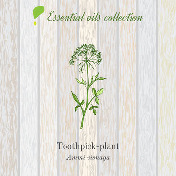 Pure essential oil collection, toothpeak-plant, ammi visnaga. Wooden texture background