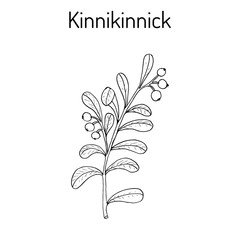 Kinnikinnick Arctostaphylos uva-ursi , or bearberry twig with berries.